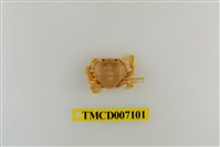 藏品(短刺伊氏蟹)的圖片